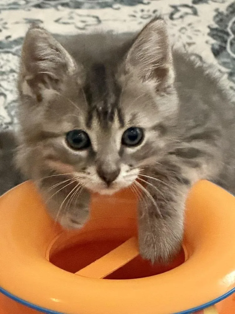 A baby medium-sized male Gray / Blue / Silver Domestic Short Hair cat named Smarty Pants bonded pair for adoption in Chicago, IL