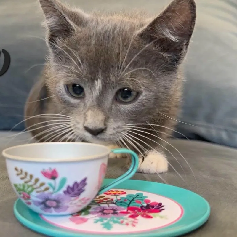 A baby medium-sized female Gray & White Domestic Short Hair cat named Leia for adoption in Concord, CA