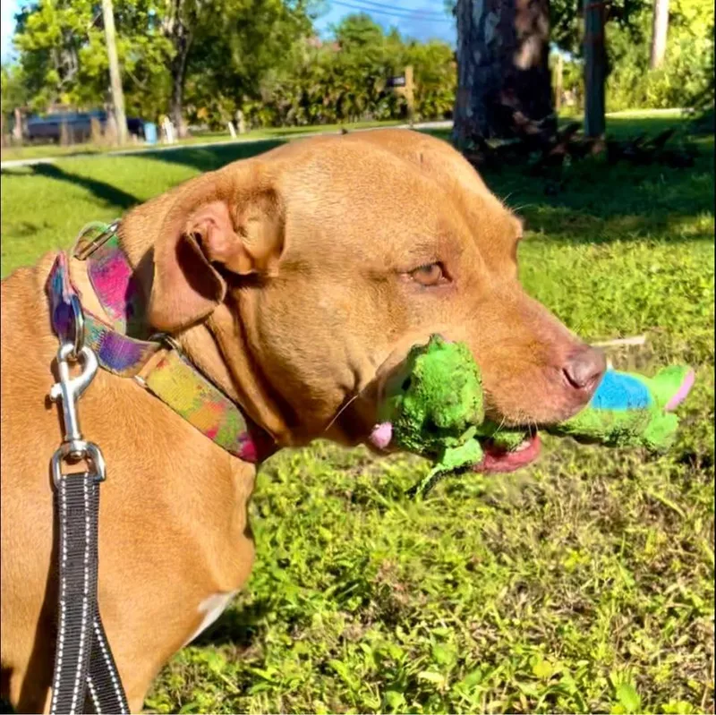 A senior medium-sized female Golden Black Mouth Cur dog named Sassy for adoption in Palm City, FL