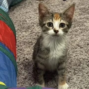 A baby small-sized female Calico Domestic Short Hair cat named Burbage for adoption in Fredericksburg, VA