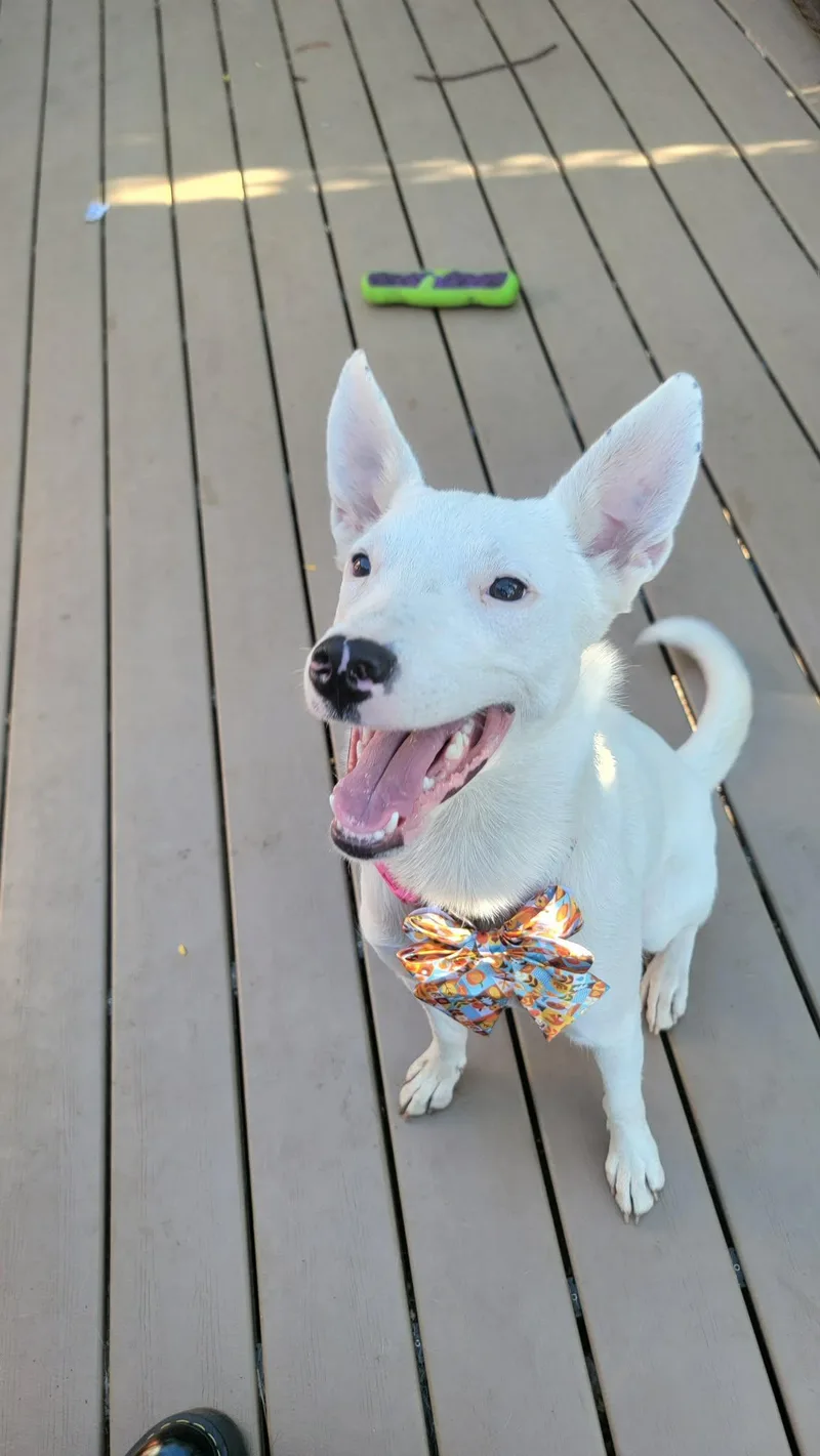 A young medium-sized female Cattle Dog dog named Ana Lucia for adoption in Salt Lake City, UT