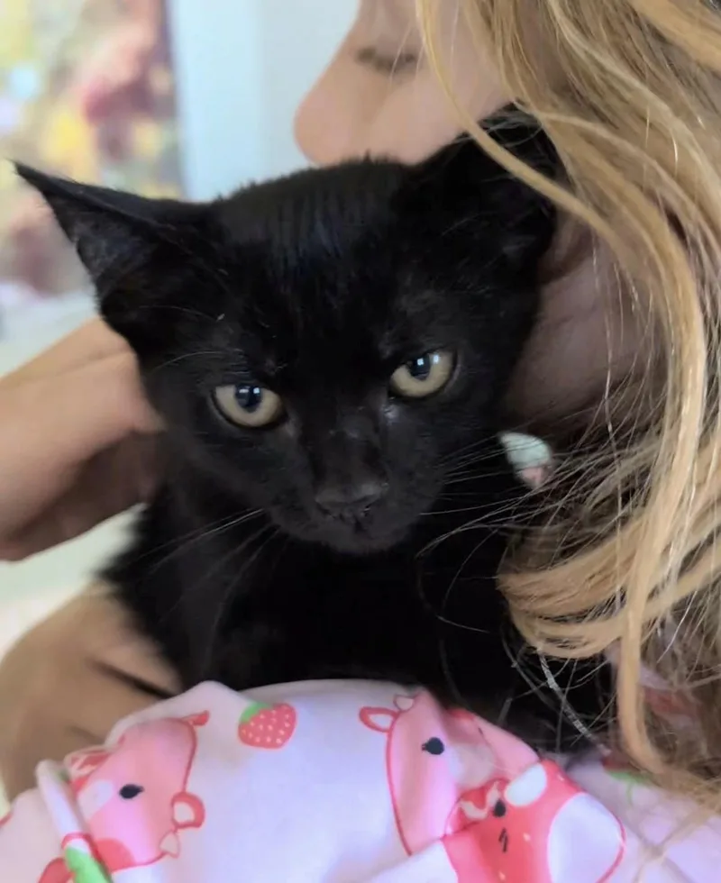 A baby small-sized female Black Domestic Short Hair cat named Midnight for adoption in San Juan Capistrano, CA