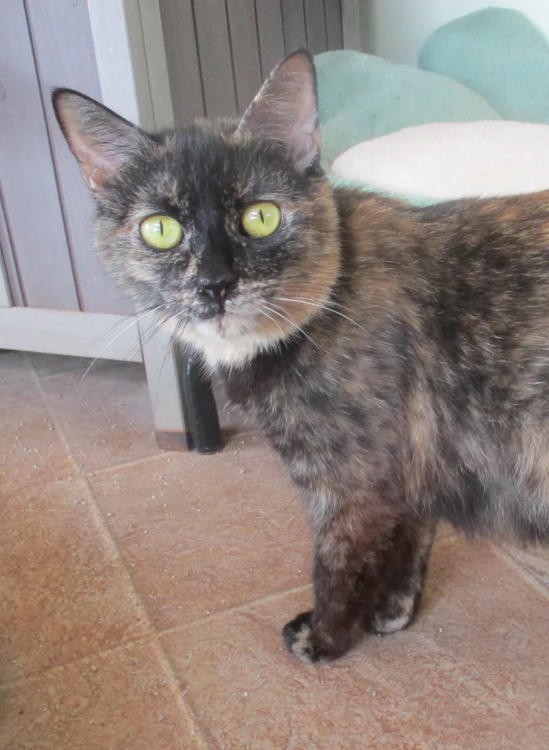 A young medium-sized female Tortoiseshell cat named Torie for adoption in Troutman, NC