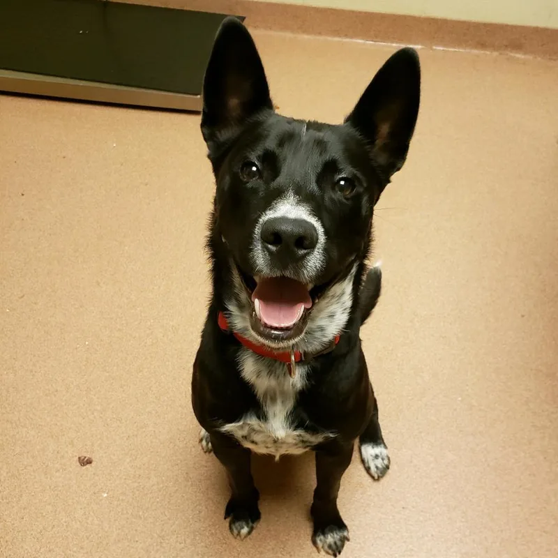 A senior medium-sized male Black Mixed Breed dog named Fenway for adoption in Columbus, GA