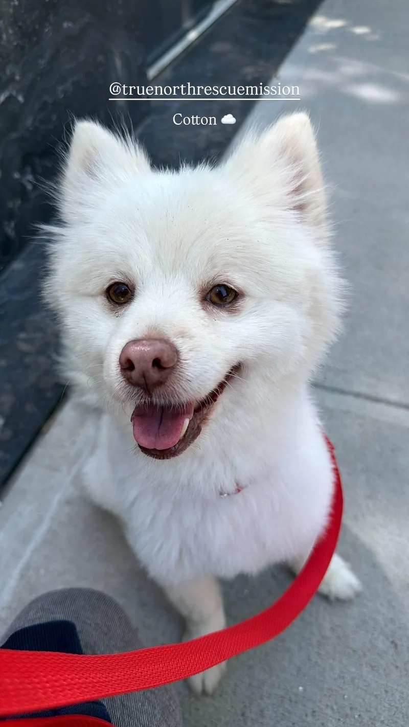 Cotton