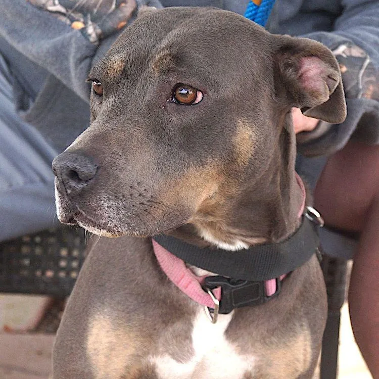 An adult medium-sized female Gray / Blue / Silver Terrier dog named Aurora for adoption in Carrollton, TX
