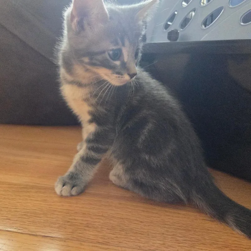 A baby small-sized male Gray / Blue / Silver Domestic Short Hair cat named Tzatziki for adoption in Brea, CA