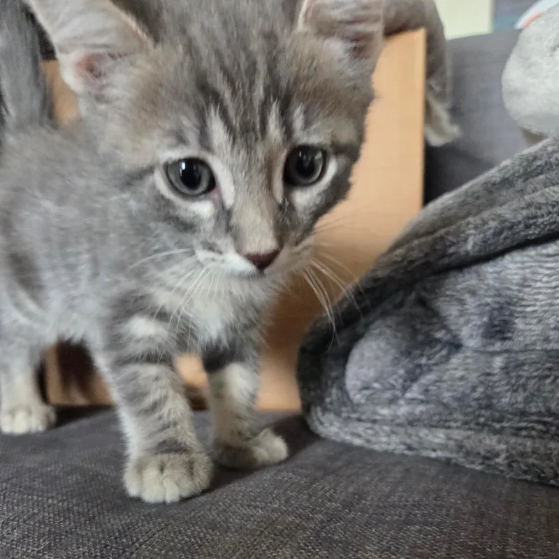 Tzatziki thumbnail 4