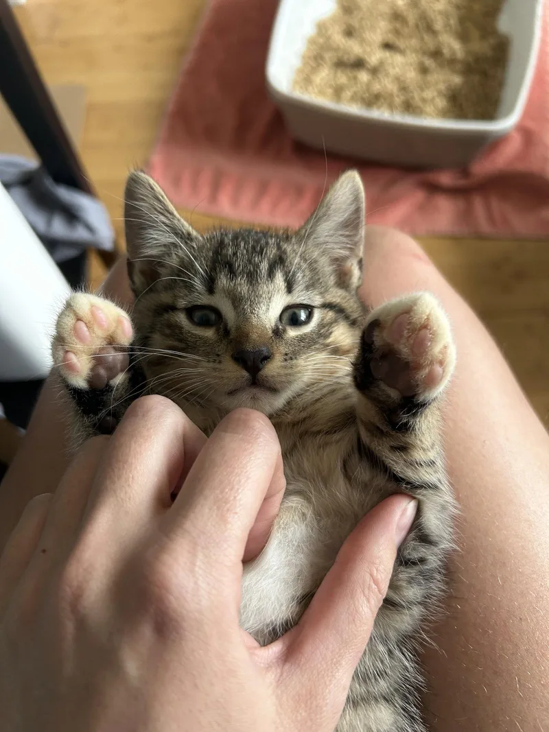 A baby small-sized male Domestic Short Hair cat named Ricky Martin for adoption in Philadelphia, PA