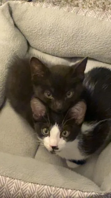 A baby medium-sized male Domestic Short Hair cat named Billy for adoption in New Braunfels, TX