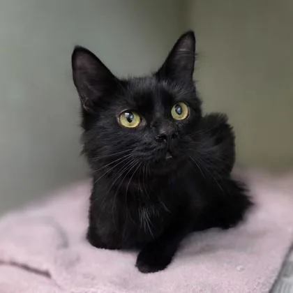 A young medium-sized female Domestic Medium Hair cat named Midnight for adoption in Westland, MI