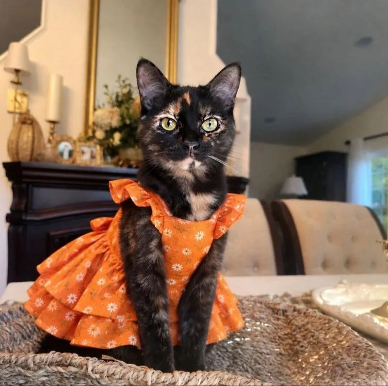 A young medium-sized female Tortoiseshell cat named Easter for adoption in Knoxville, TN