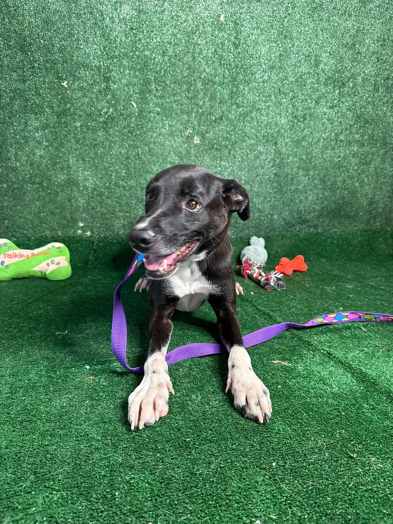 Looney Eyes Luiggi thumbnail 2