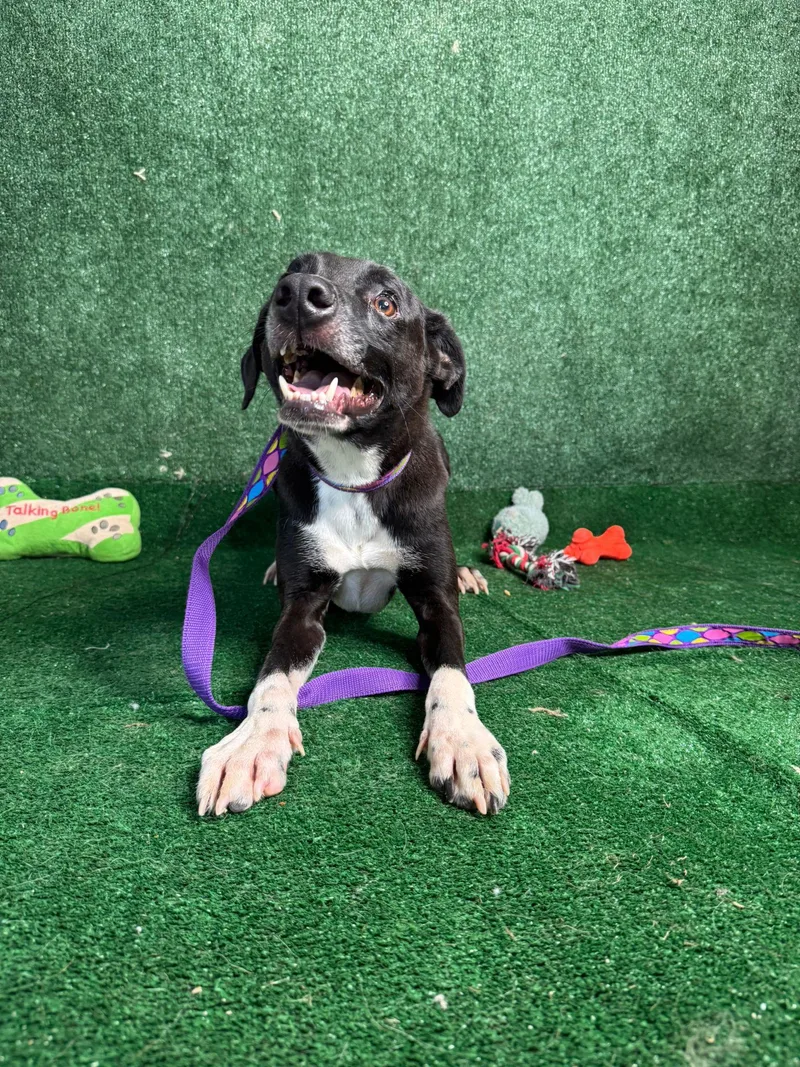 Looney Eyes Luiggi thumbnail 3