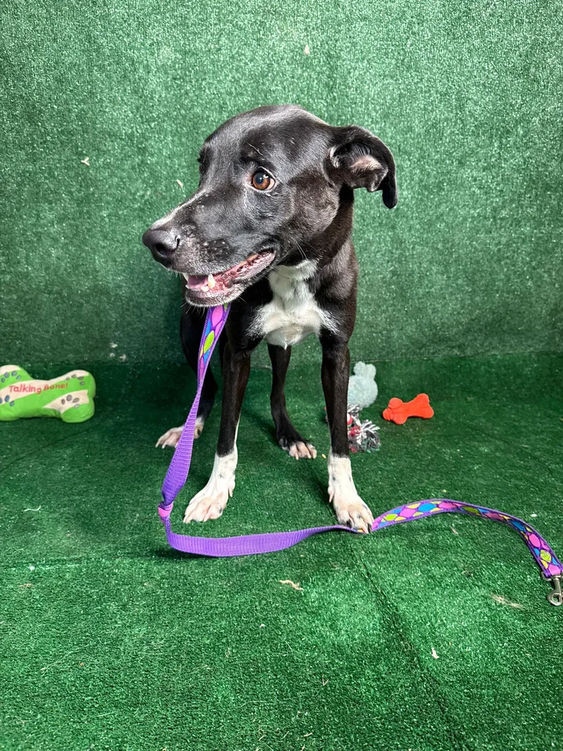 Looney Eyes Luiggi thumbnail 4