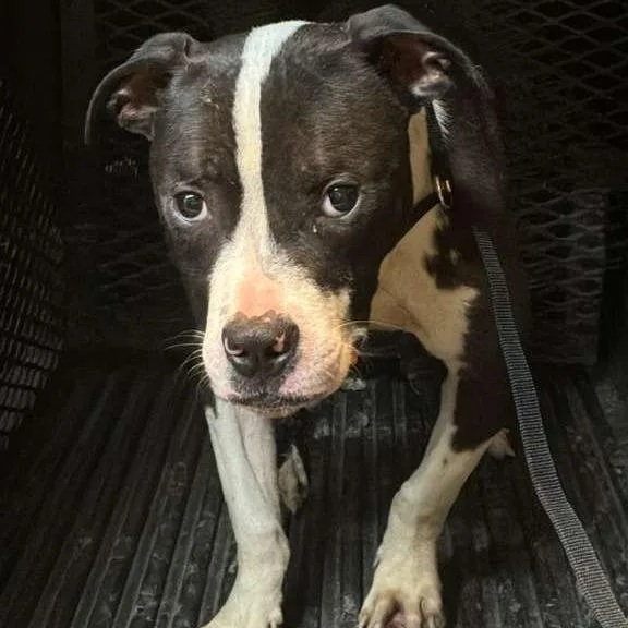 An adult medium-sized male Black Mixed Breed dog named Oke for adoption in Gadsden, AL