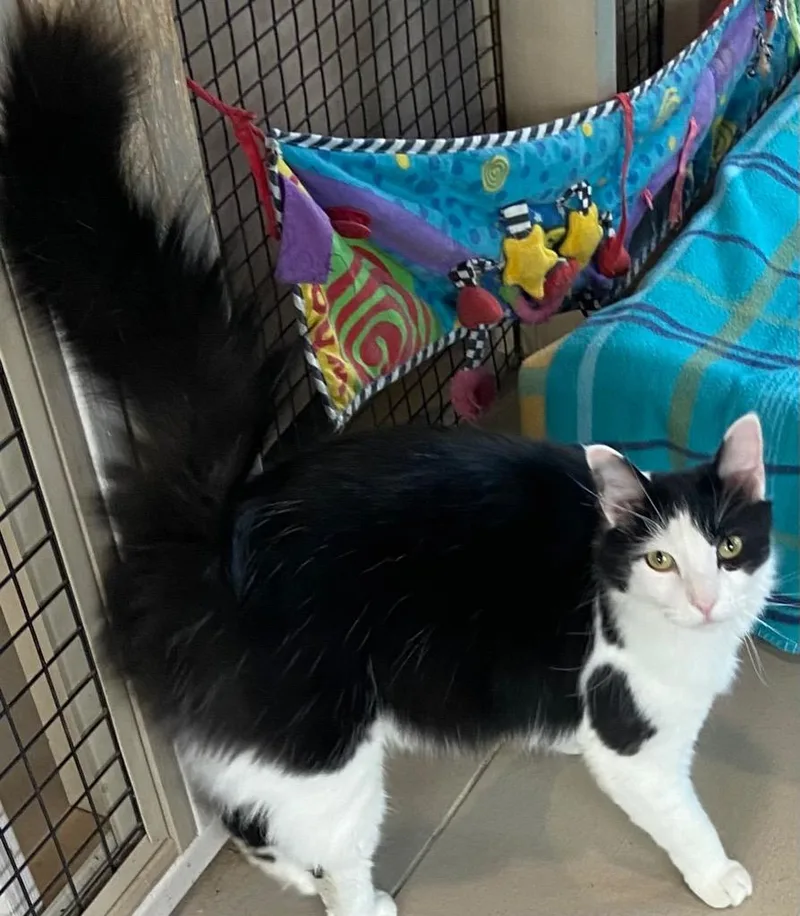 An adult small-sized male Domestic Medium Hair cat named Cabby for adoption in Elizabethton, TN