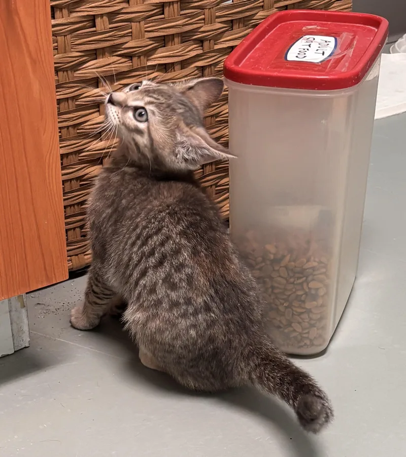 A baby small-sized female Domestic Short Hair cat named Lonnie for adoption in Terryville, CT