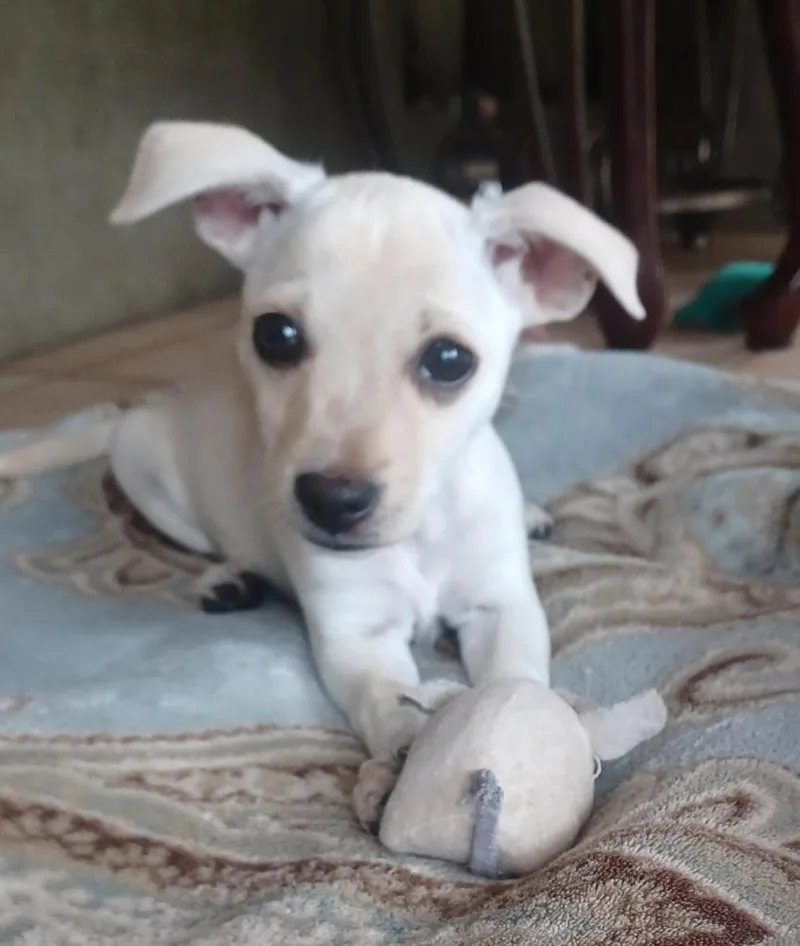 A baby small-sized female White / Cream Chihuahua dog named Montana Rose for adoption in Shingle Springs, CA