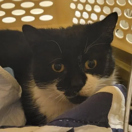 An adult medium-sized female Black Domestic Short Hair cat named Evelyn for adoption in Frederick, MD