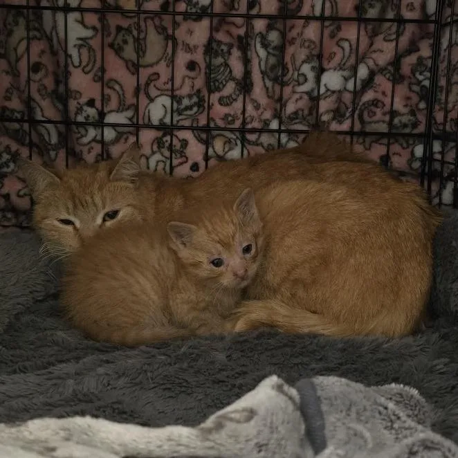 A young small-sized female Orange / Red Domestic Short Hair cat named Peony for adoption in Brooklyn, NY