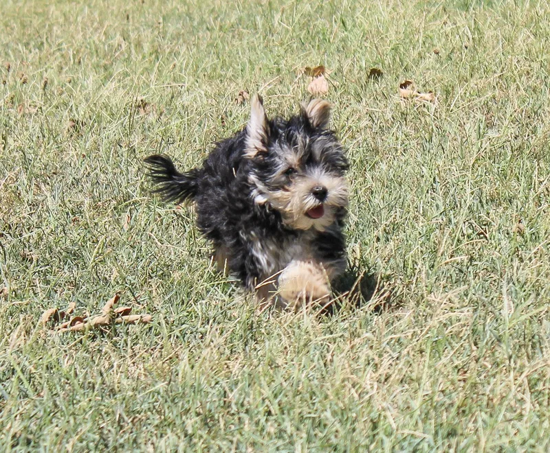 A young small-sized male Black Morkie dog named Teddy for adoption in Neosho, MO