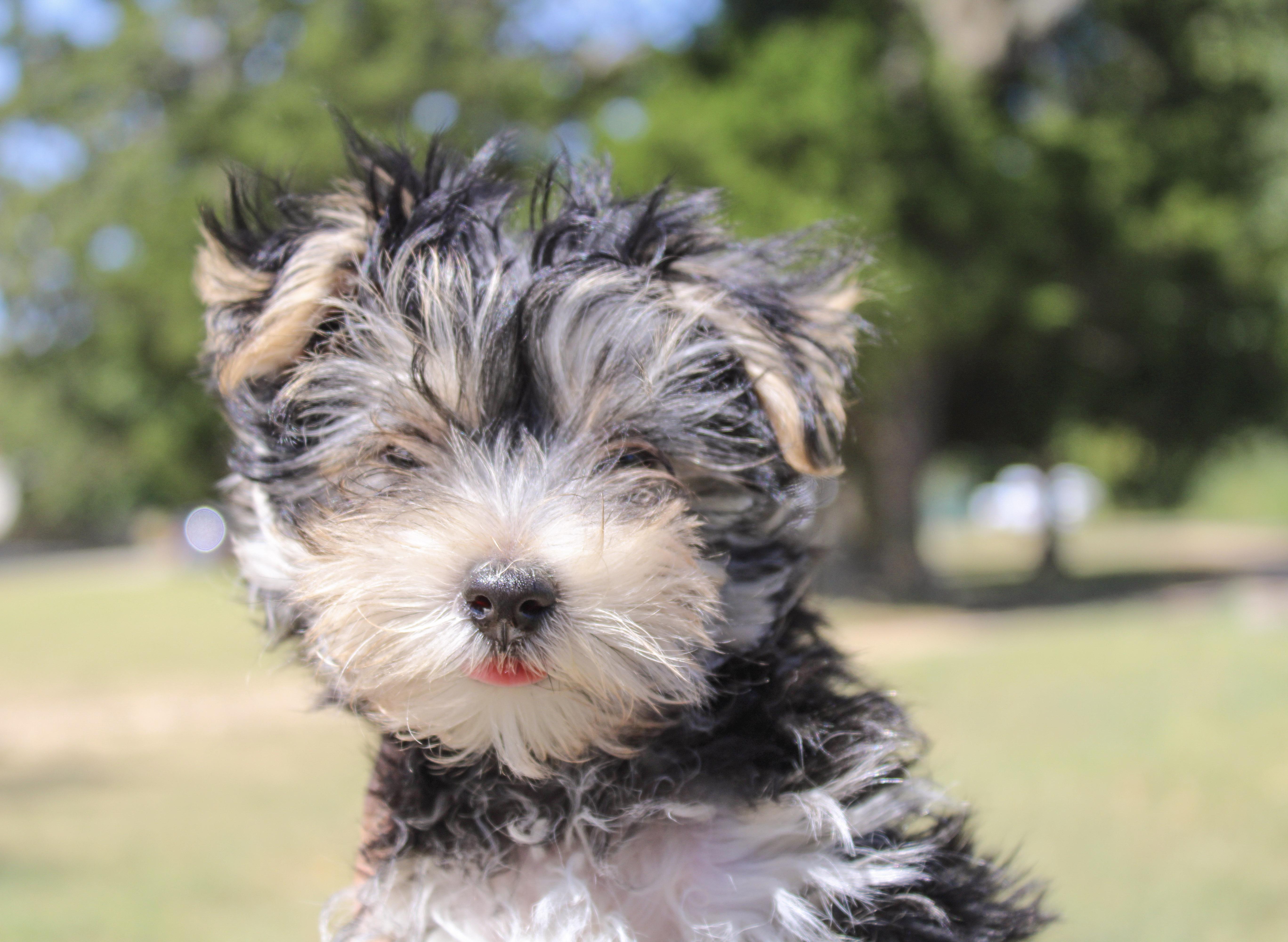 Teddy thumbnail 3