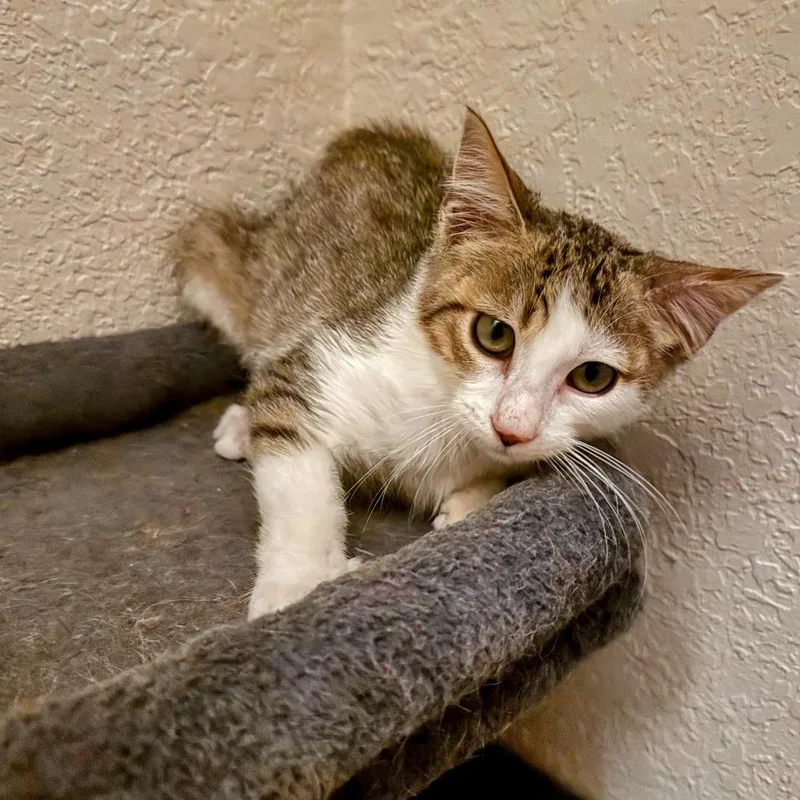 A baby small-sized male Gray / Blue / Silver Domestic Short Hair cat named Weekend Warrior for adoption in Boerne, TX