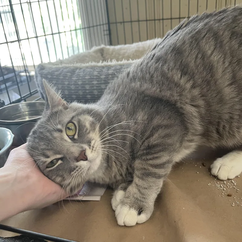 A young medium-sized male Tabby (Gray / Blue / Silver) Domestic Short Hair cat named Snowball for adoption in Hammond, LA