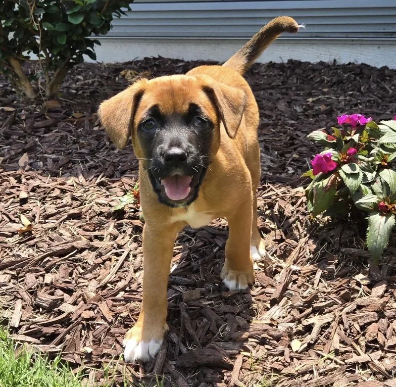 A baby medium-sized female Golden Pit Bull Terrier dog named Dottie for adoption in Kannapolis, NC