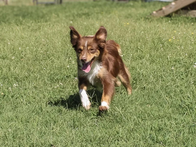 Ruby Red thumbnail 2