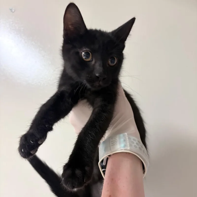 A baby small-sized female Black Domestic Short Hair cat named Mila for adoption in Reno, NV