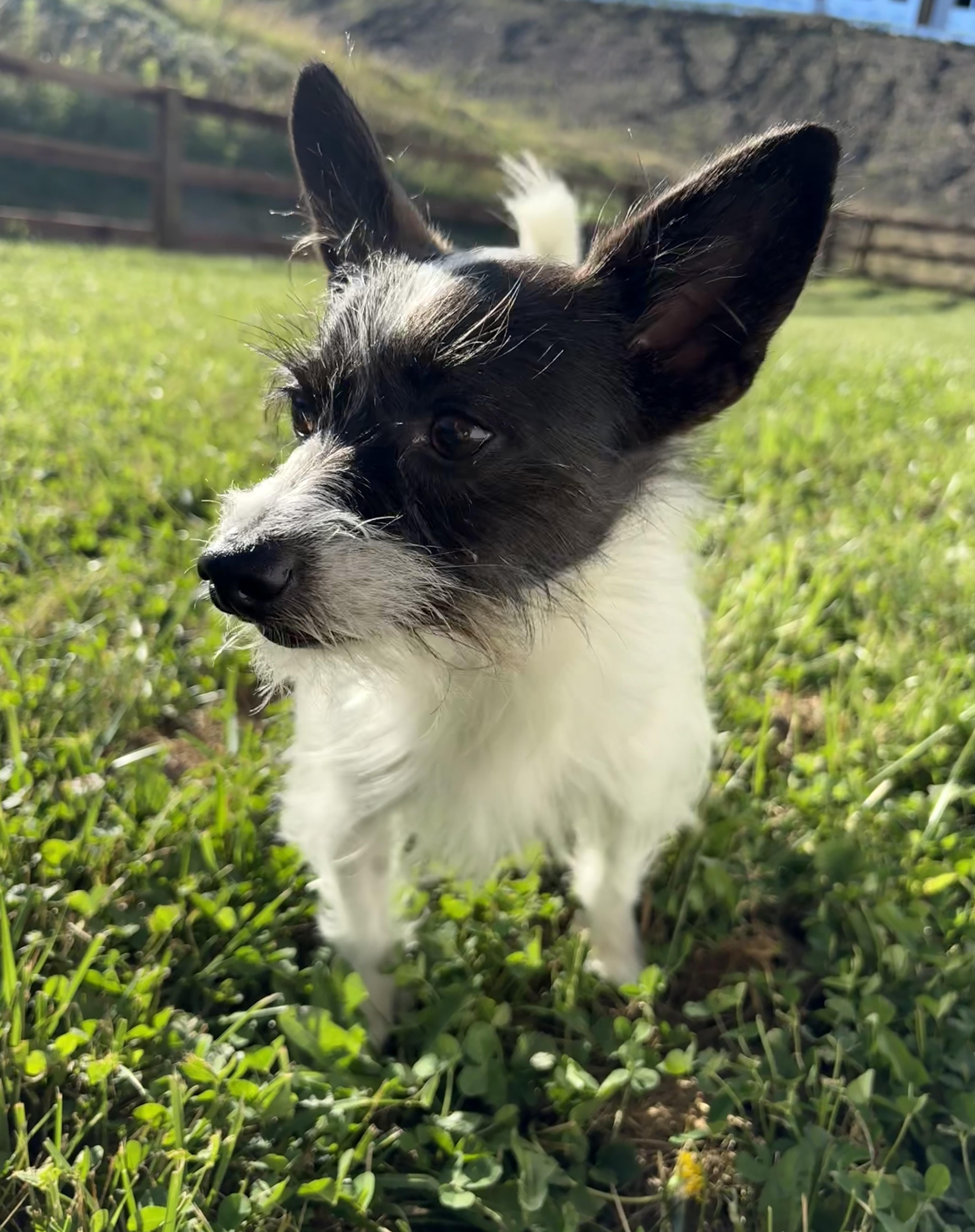 A young small-sized male White / Cream Chihuahua dog named Pepperoncini for adoption in Wilder, KY