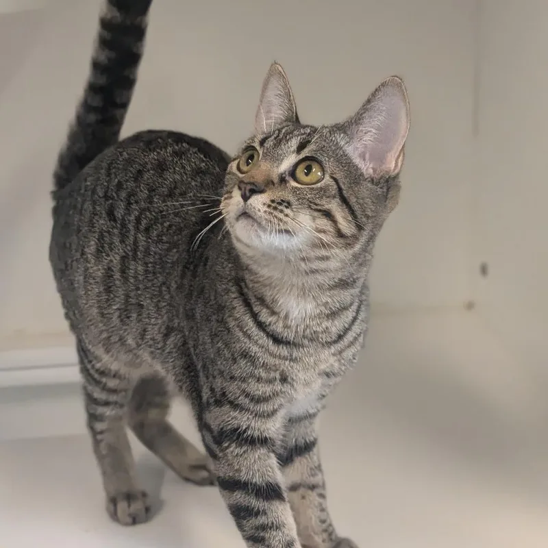 A baby small-sized female Brown / Chocolate Domestic Short Hair cat named Matilda for adoption in Prairie du Chien, WI