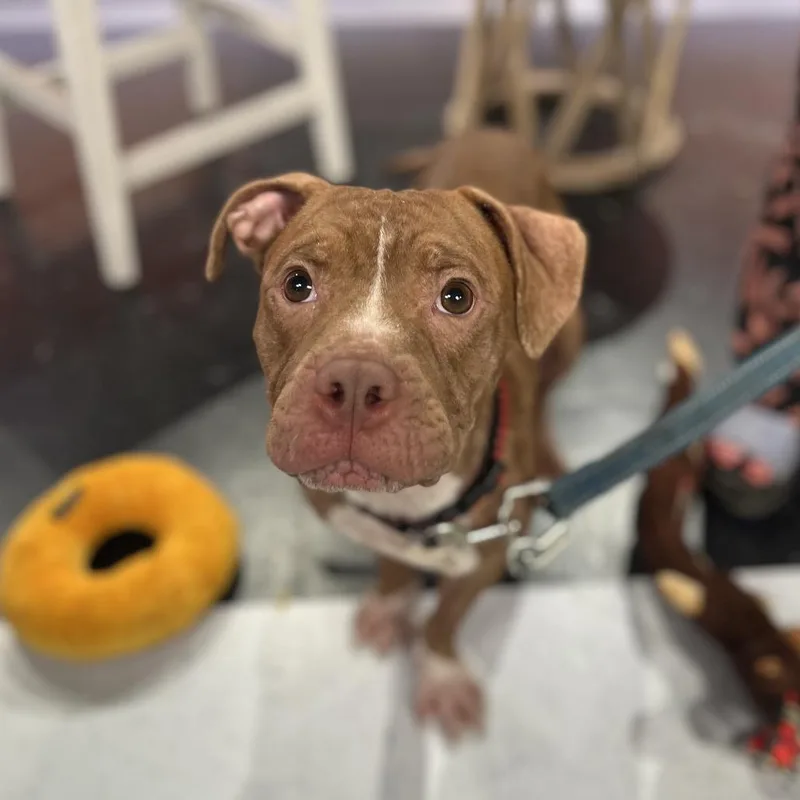 A young medium-sized male Pit Bull Terrier dog named Buster for adoption in Lynchburg, VA