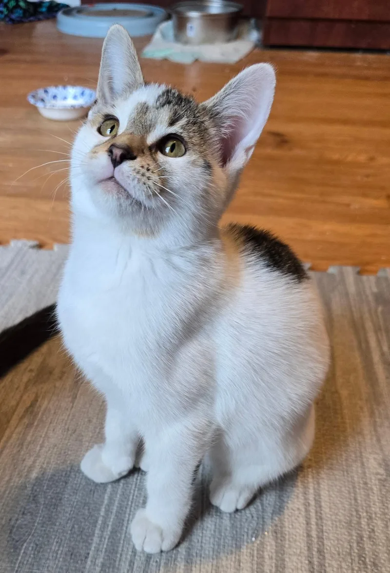 A baby small-sized female White Domestic Short Hair cat named West for adoption in Highland, IN