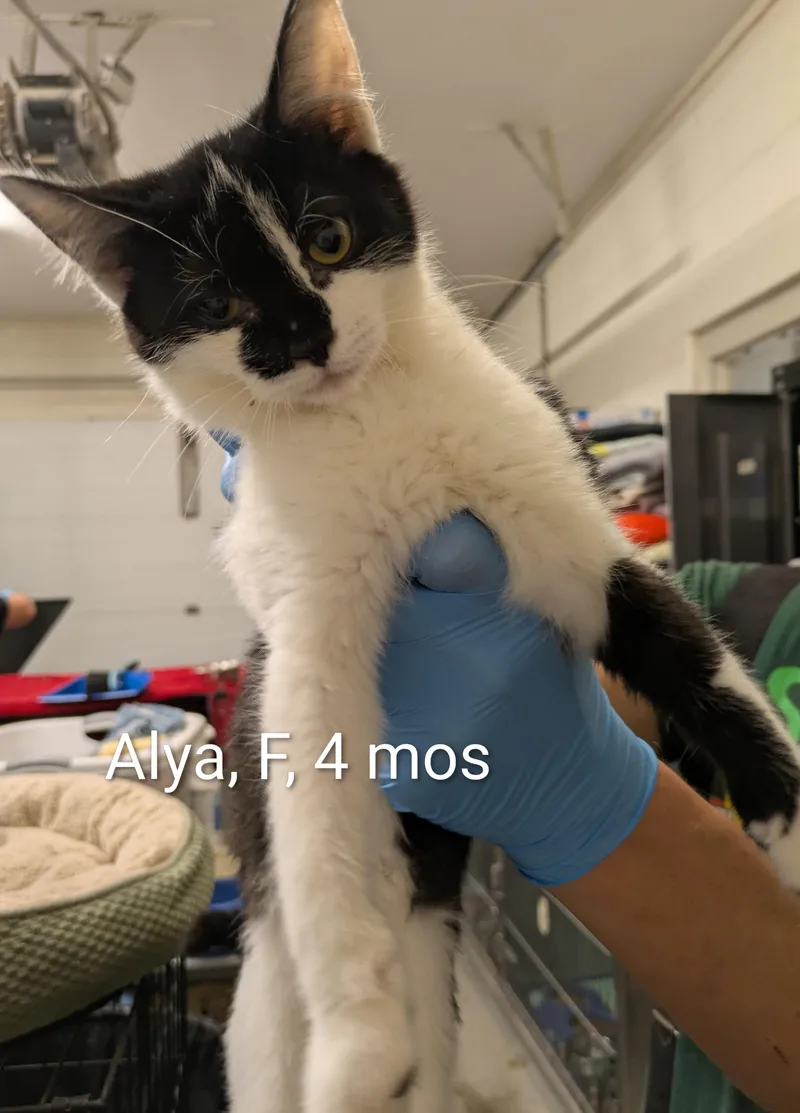 A young small-sized female White Domestic Short Hair cat named Alya for adoption in Bedford, VA