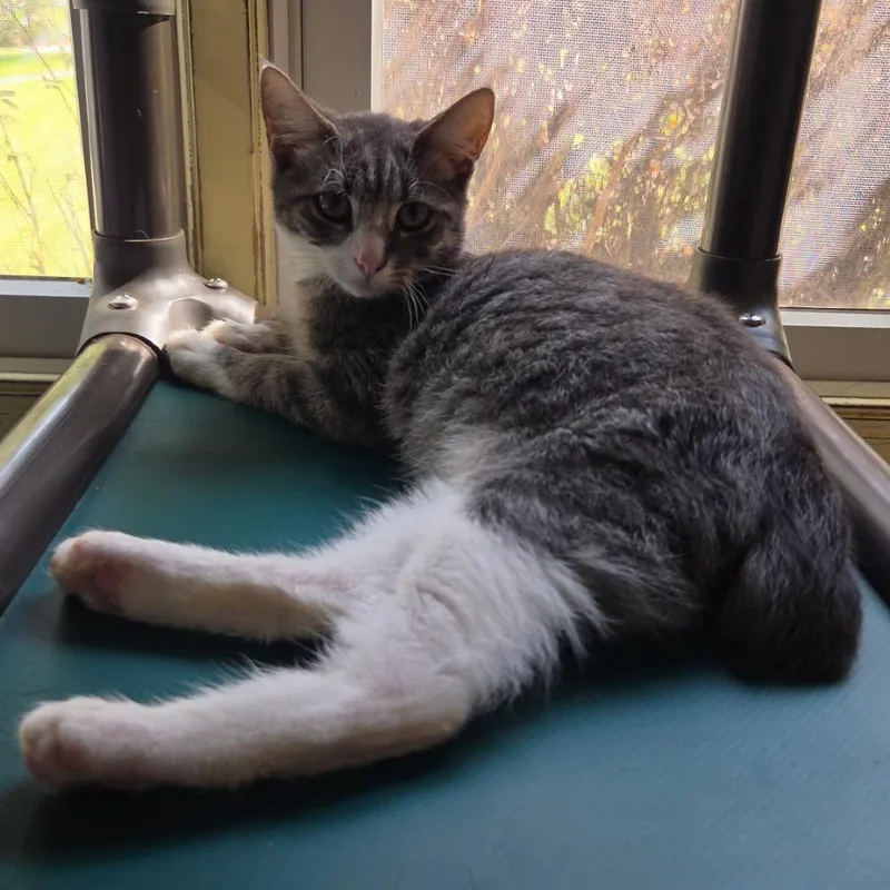 A baby small-sized male Brown / Chocolate Domestic Short Hair cat named Ziggy for adoption in Jessup, MD