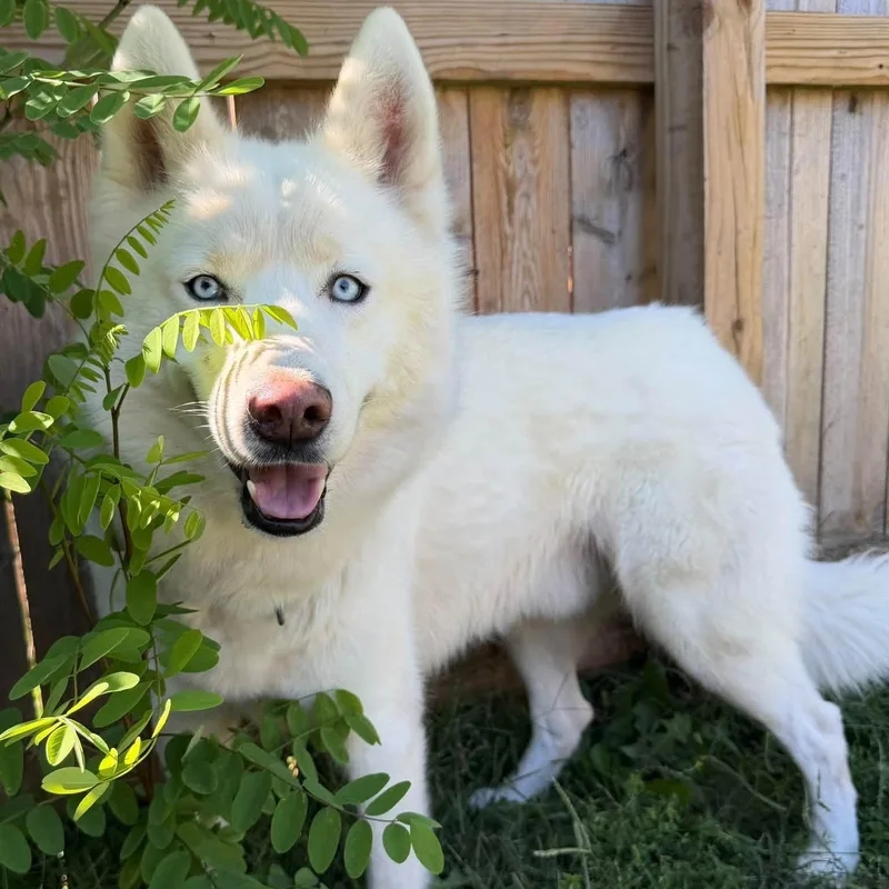 An adult medium-sized male Siberian Husky dog named Ghost for adoption in Martinsville, IN