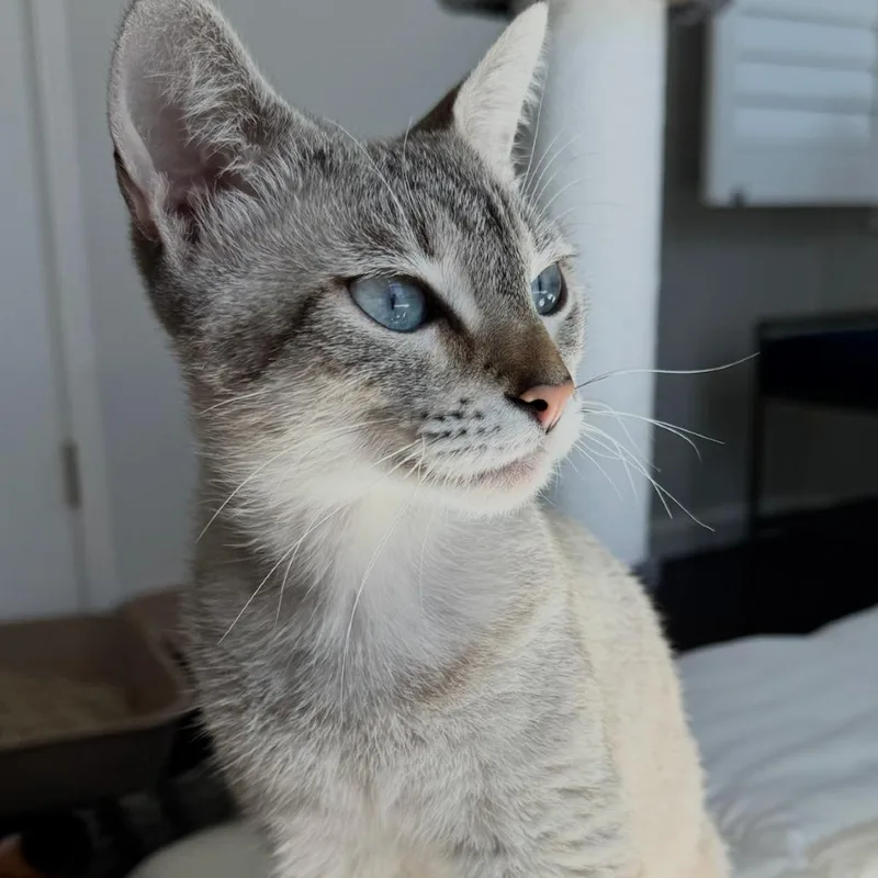A young small-sized female Torbie Domestic Short Hair cat named Hazel for adoption in Los Angeles, CA
