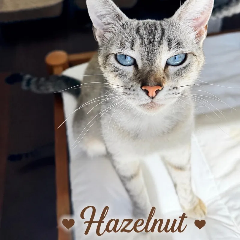 Hazel thumbnail 2