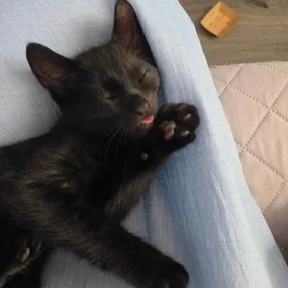 A baby large-sized male Black Domestic Short Hair cat named Carmelo for adoption in Lambertville, NJ