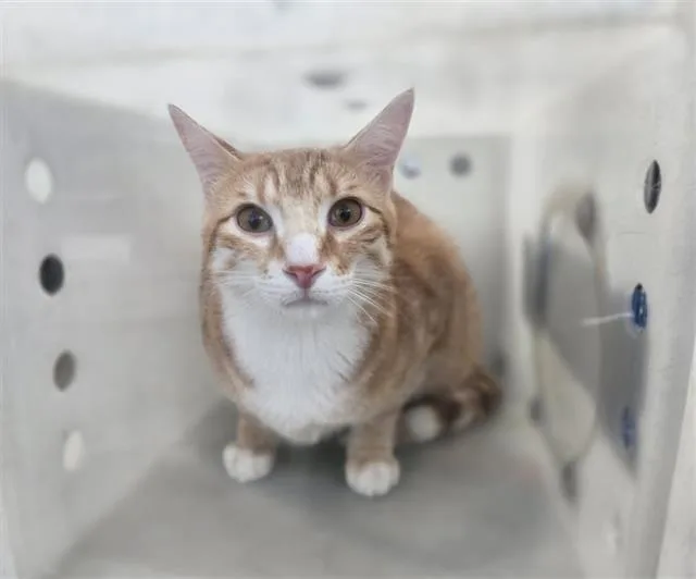 A young large-sized male Domestic Short Hair cat named Cheeto for adoption in Dallas, TX
