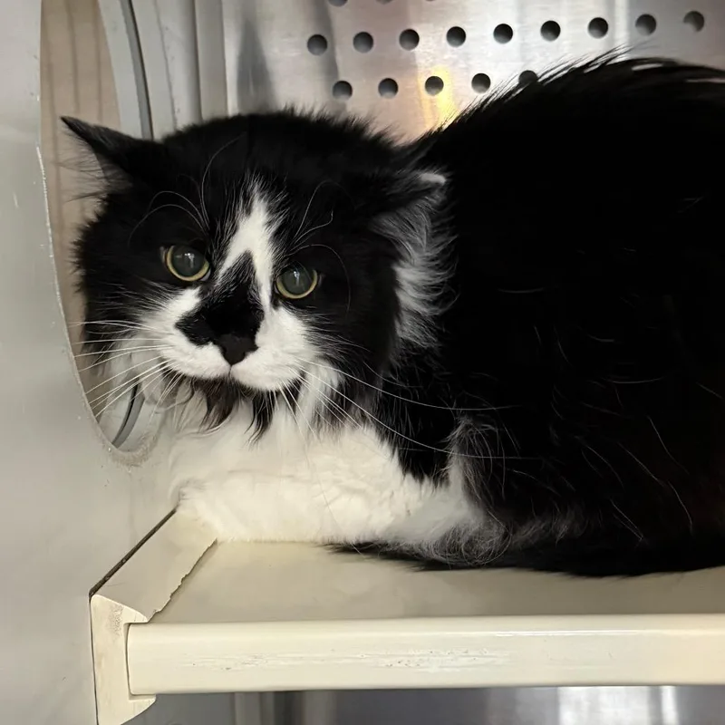 An adult large-sized male Black Domestic Long Hair cat named Winston for adoption in Denver, CO