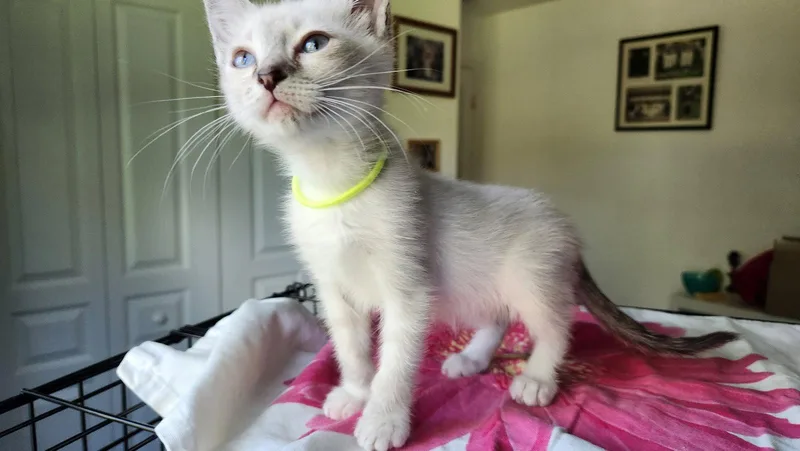 A baby medium-sized male Siamese cat named Shortbread for adoption in Royal Palm Beach, FL