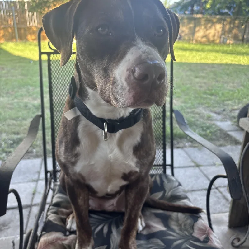 An adult medium-sized female Brown / Chocolate Labrador Retriever dog named Scarlett for adoption in Inez, TX