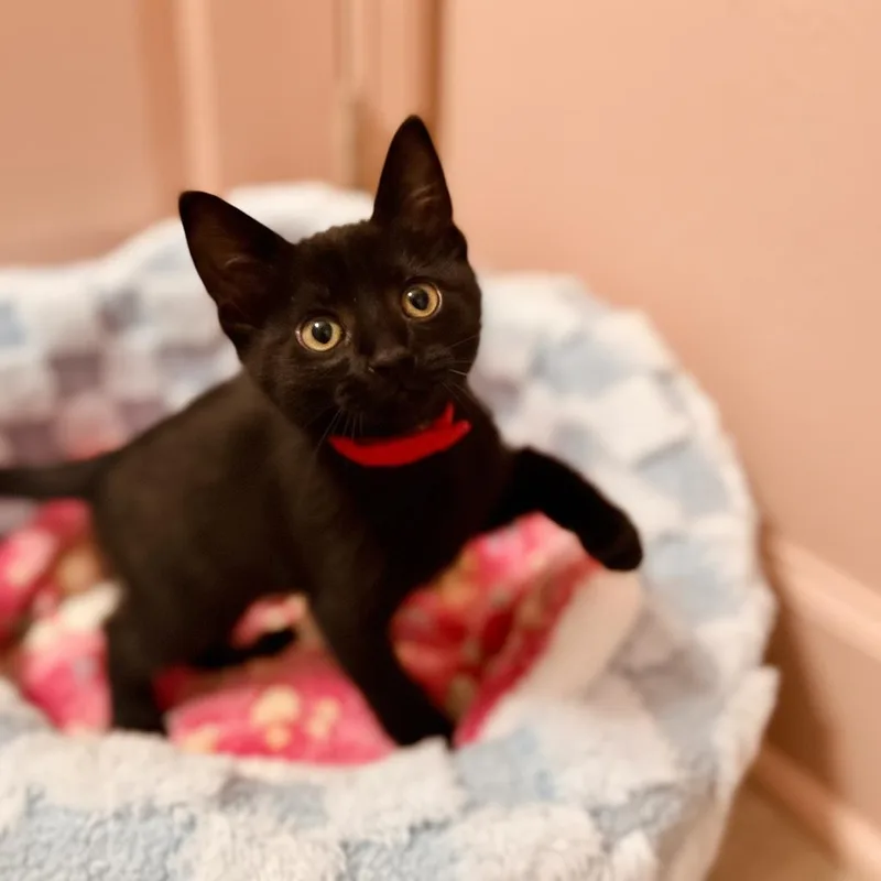 A baby small-sized male Black Domestic Short Hair cat named Toro for adoption in Ponte Vedra Beach, FL