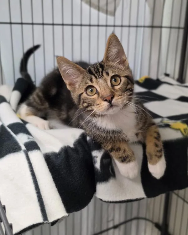 A baby small-sized male Domestic Short Hair cat named Mir for adoption in Novato, CA