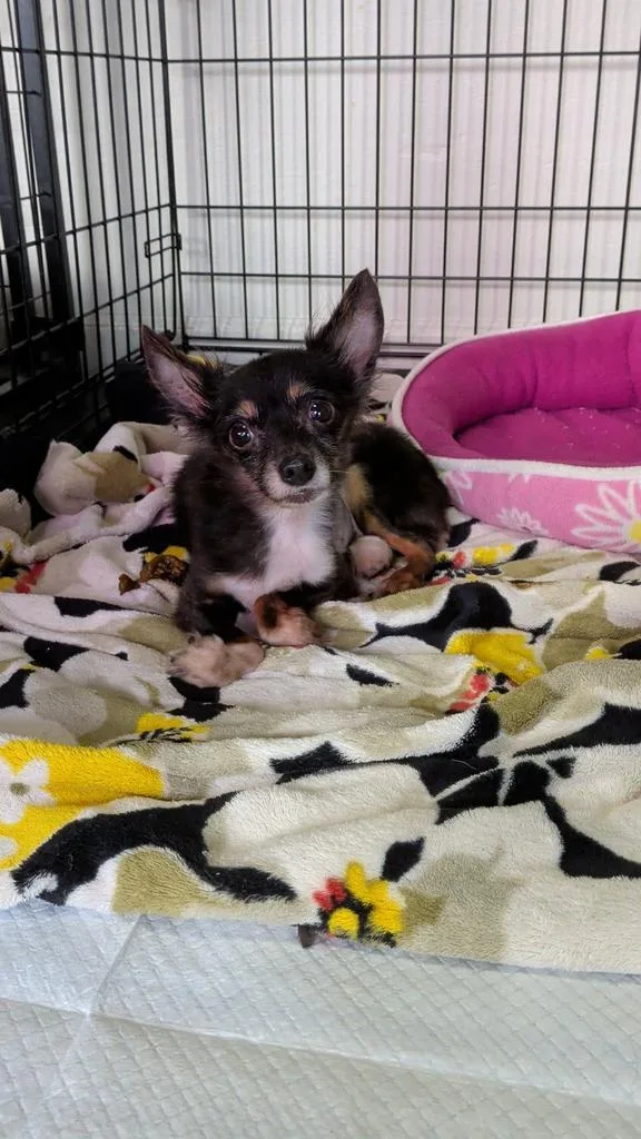 A young small-sized male Chihuahua dog named Apollo for adoption in St. Augustine, FL