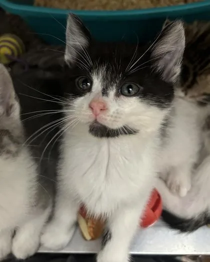 A baby small-sized male Black & White / Tuxedo Domestic Short Hair cat named Margit for adoption in Annapolis, MD